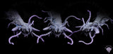 Centipede Dragon, Mini Monster Mayhem