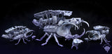 Giant Beatle and Optional Platform, Mini Monster Mayhem